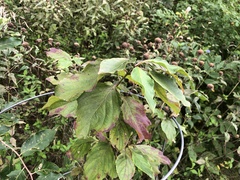 Cornus drummondii