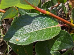Salix arctica