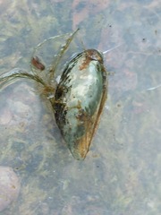 Mytilus edulis