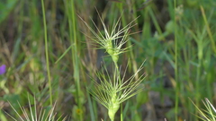 Aegilops