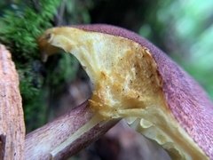 Tricholomopsis rutilans