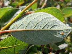 Salix arctica