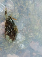 Mytilus edulis