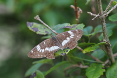 Limenitis glorifica