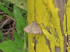 Electrostrymon guzanta