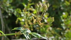 Rosa sempervirens