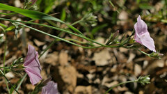 Convolvulus cantabrica