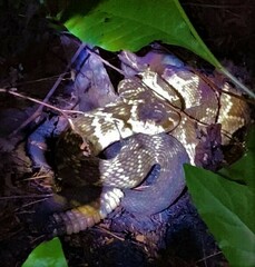 Crotalus molossus nigrescens