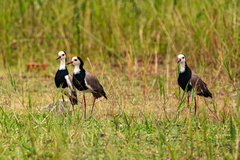 Vanellus crassirostris