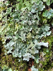 Parmotrema crinitum
