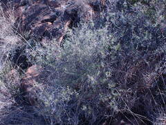 Asparagus suaveolens