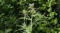 Galactites tomentosus