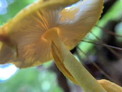 Amanita flavoconia