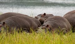 Hippopotamus amphibius