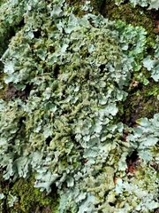 Parmotrema crinitum