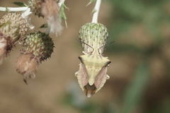 Carpocoris fuscispinus