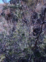 Asparagus suaveolens