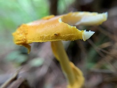 Amanita flavoconia
