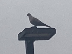 Streptopelia decaocto