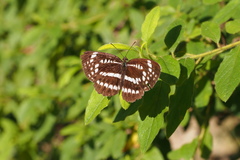 Neptis pryeri