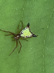 Micrathena sagittata