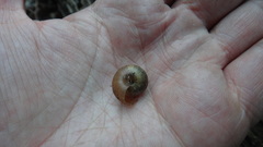 Euomphalia strigella