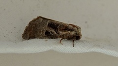 Meropleon ambifusca