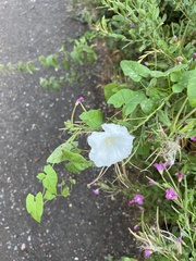 Calystegia silvatica