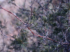 Asparagus suaveolens
