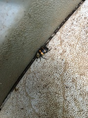 Nicrophorus tomentosus