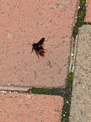 Dasymutilla occidentalis