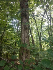 Quercus muehlenbergii