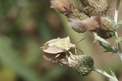 Carpocoris fuscispinus