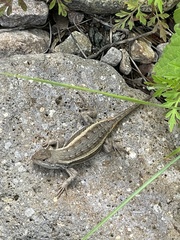 Sceloporus virgatus