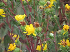 Grindelia stricta angustifolia