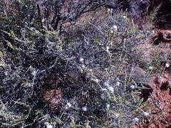 Eriocephalus ericoides
