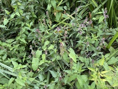 Stachys palustris