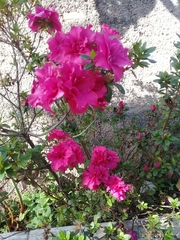 Rhododendron