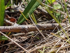 Salix arctica