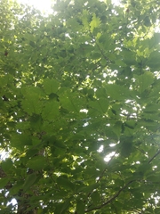 Quercus muehlenbergii