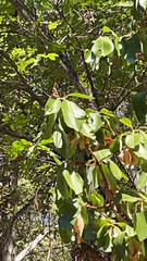 Arbutus menziesii