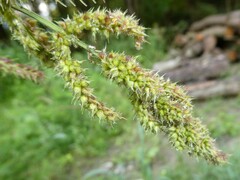 Echinochloa