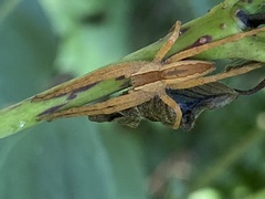 Pisaurina mira