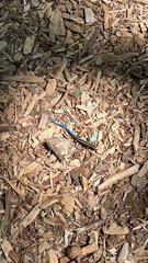 Plestiodon skiltonianus