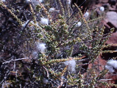 Eriocephalus ericoides