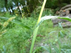 Echinochloa