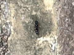 Brachyponera chinensis