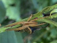Pisaurina mira