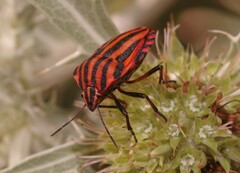 Graphosoma italicum italicum