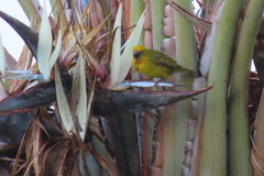 Ploceus capensis
